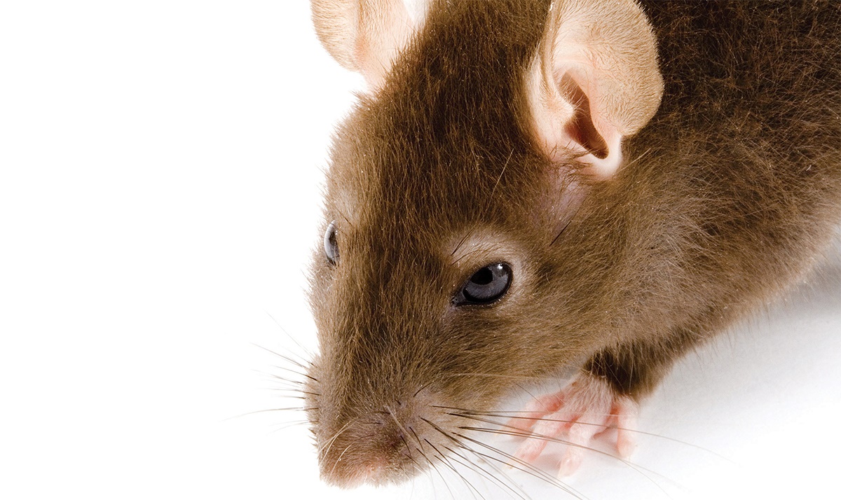 Do farmers need support with their pest control Do farmers need support with their pest control